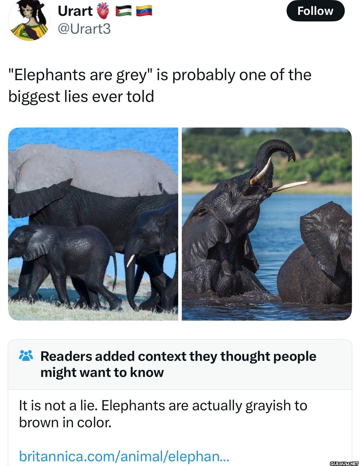 Follow "Elephants are...