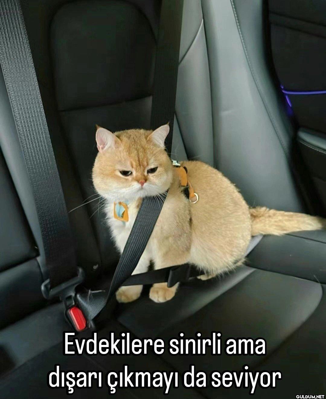 Evdekilere sinirli ama...