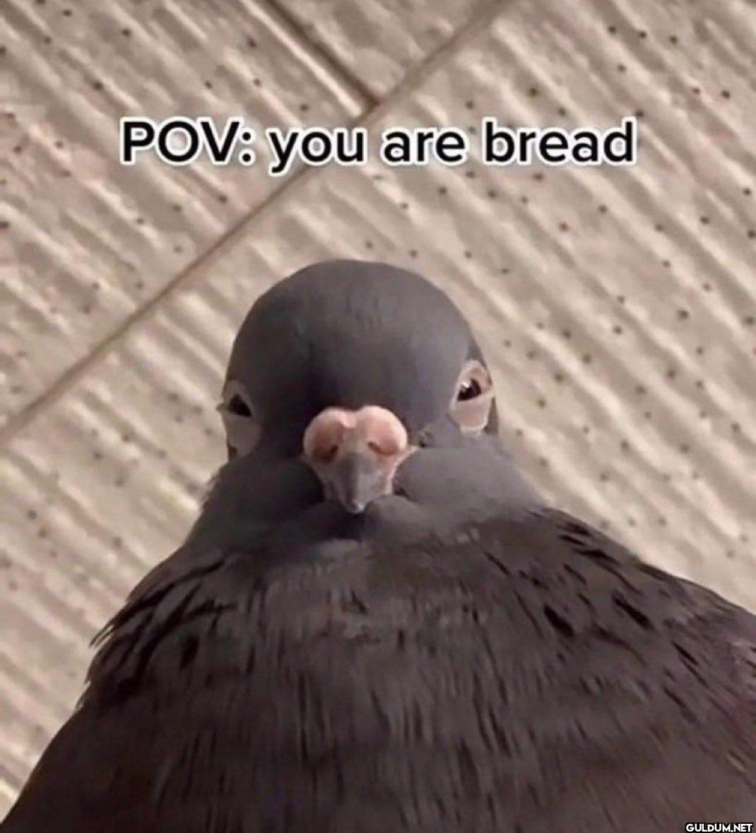 ㅤ    POV: you are bread