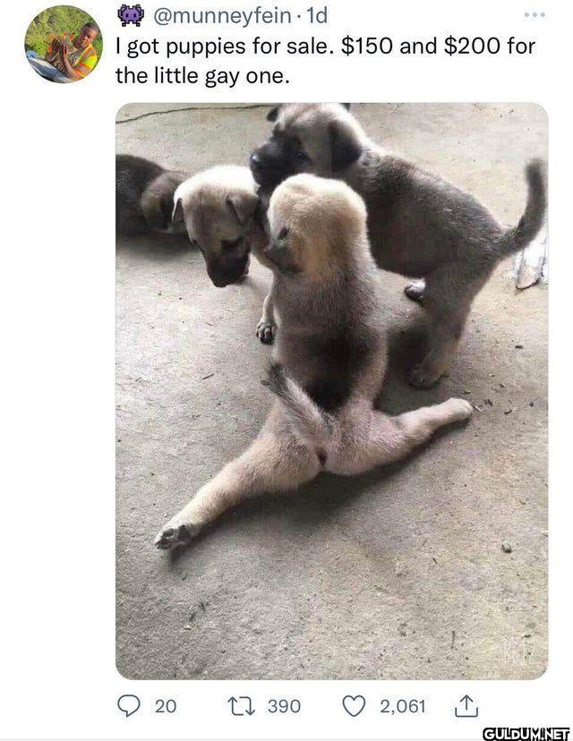 1d I got puppies for sale....