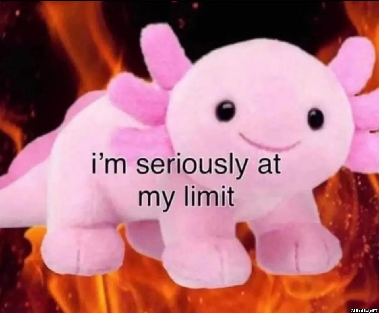 literally me    i'm...
