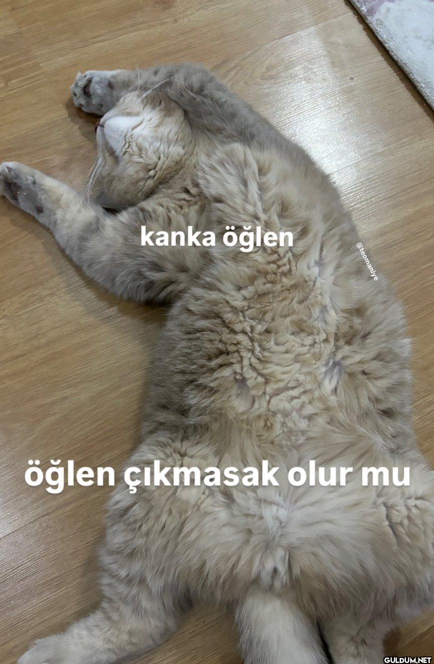 kanka öğlen öğlen çıkmasak olur mu