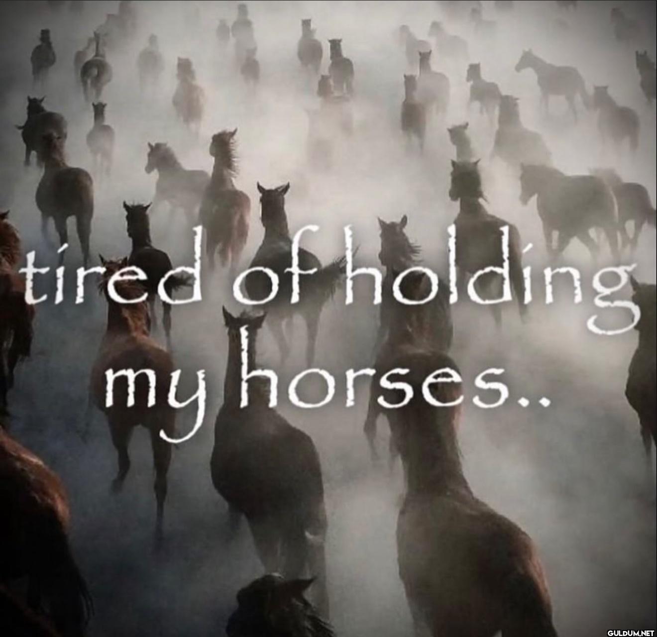 tired of holding my horses..