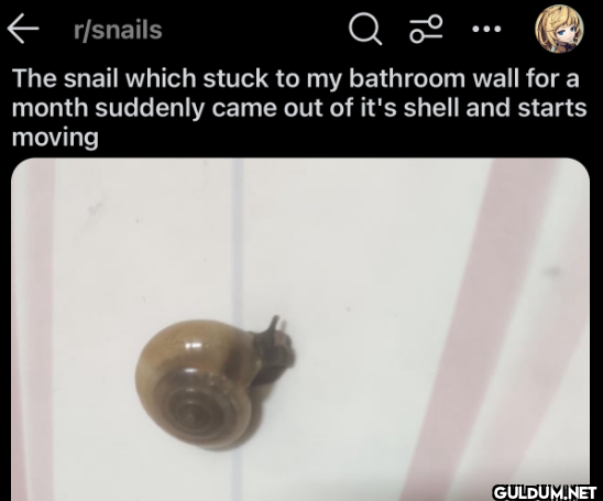 r/snails Q 20 The snail...