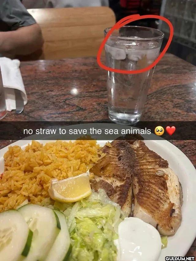 no straw to the sea animals