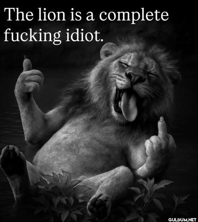 The lion is a complete...