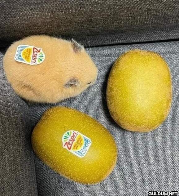 ︎ ︎ ︎ ︎ ︎ ︎ ︎ ︎    Zespri...