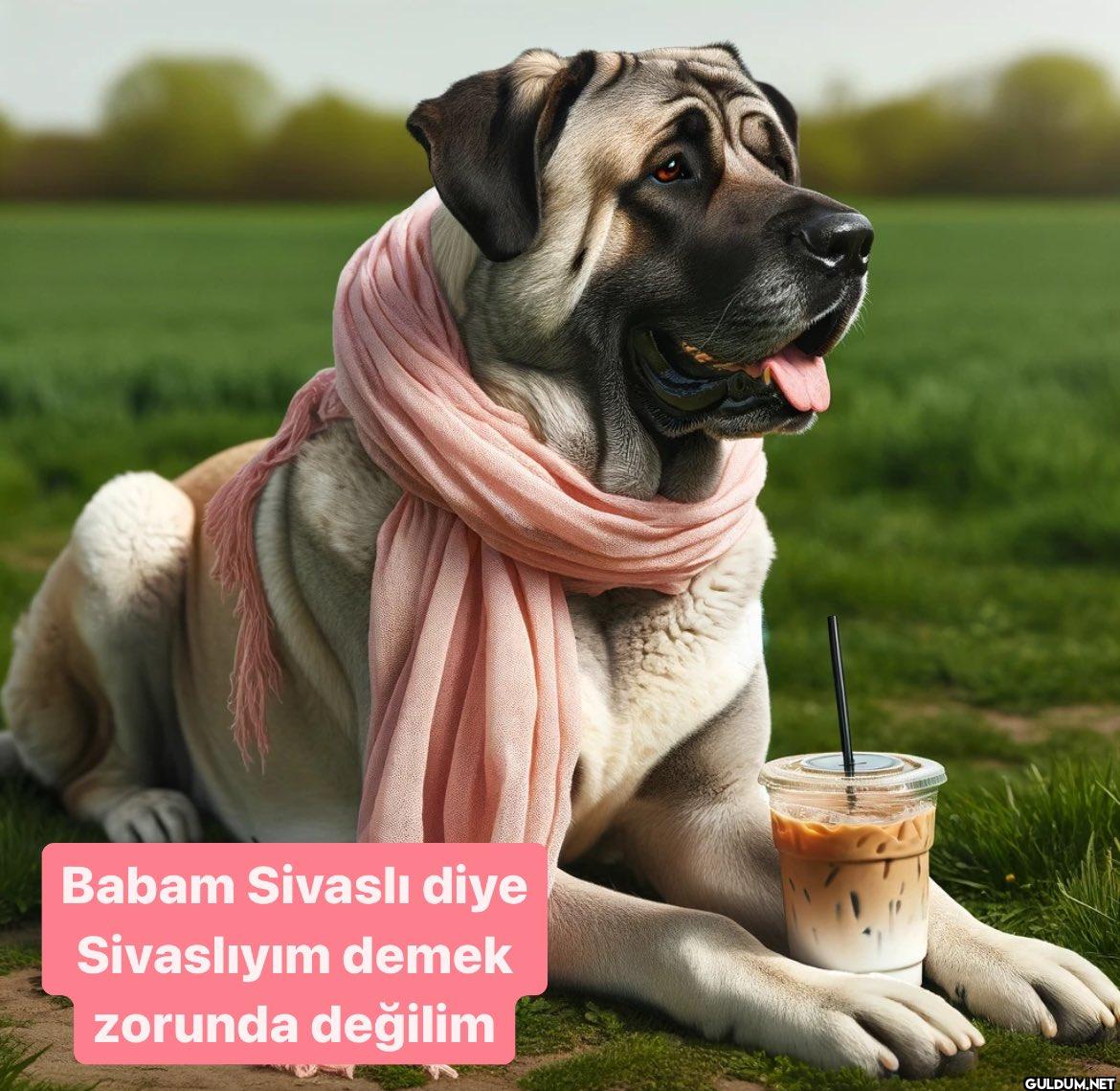 Babam Sivaslı diye...