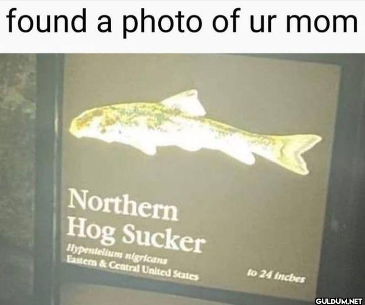found a photo of ur mom...