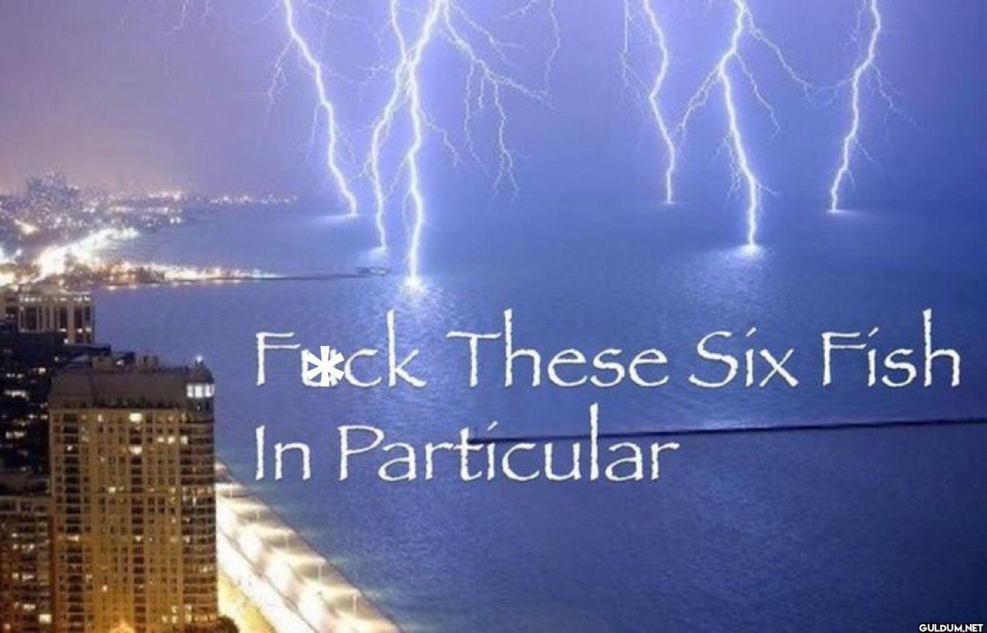 Fuck These Six Fish In Particular
