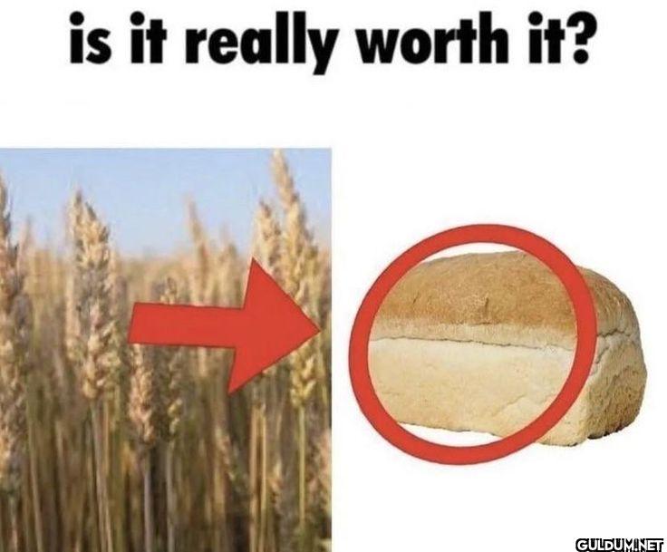 is it really worth it?