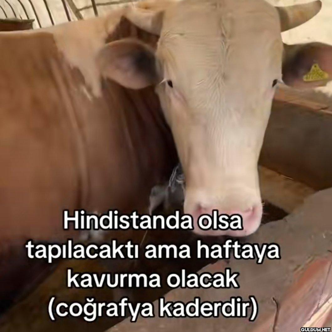 Hindistanda olsa...
