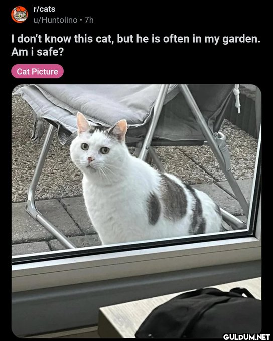 r/cats u/Huntolino • 7h I...