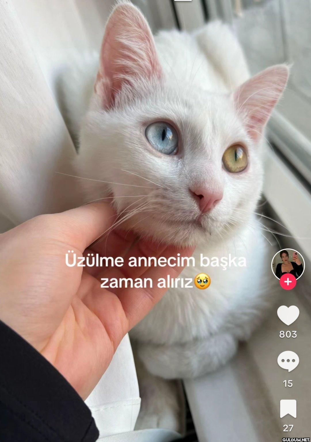 Vanlı: Sırf kürdüm diye ha...