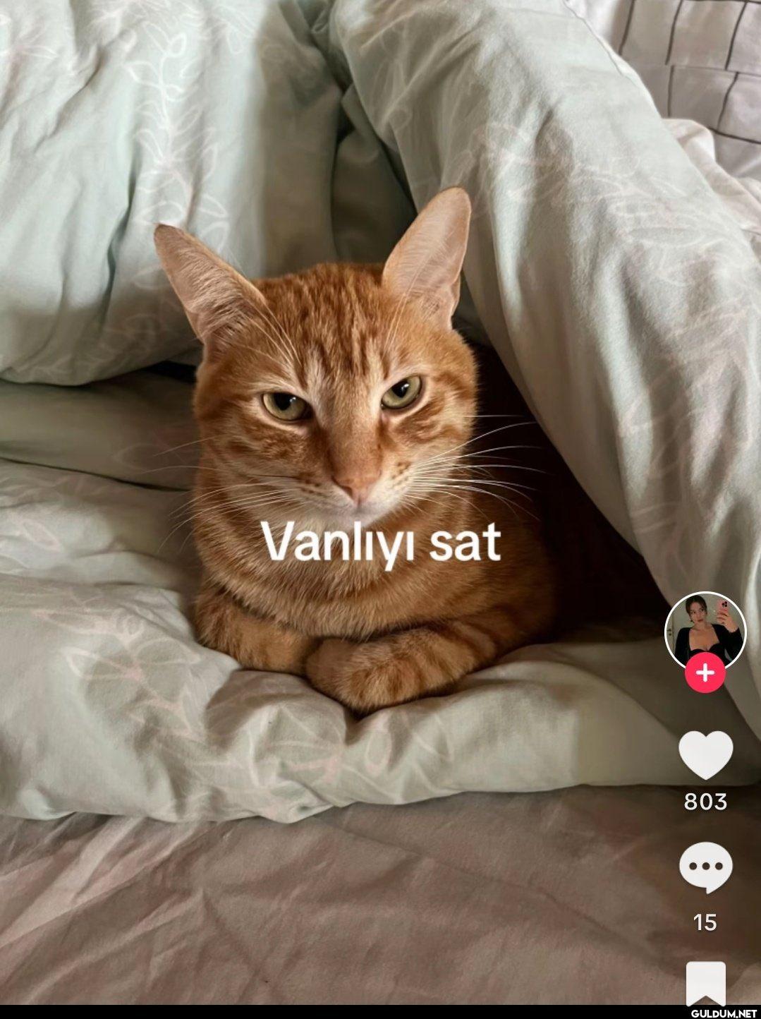 Vanlı: Sırf kürdüm diye ha...