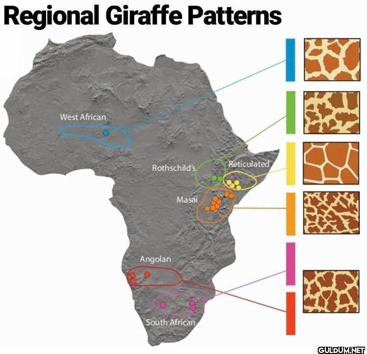 13. Regional giraffe...