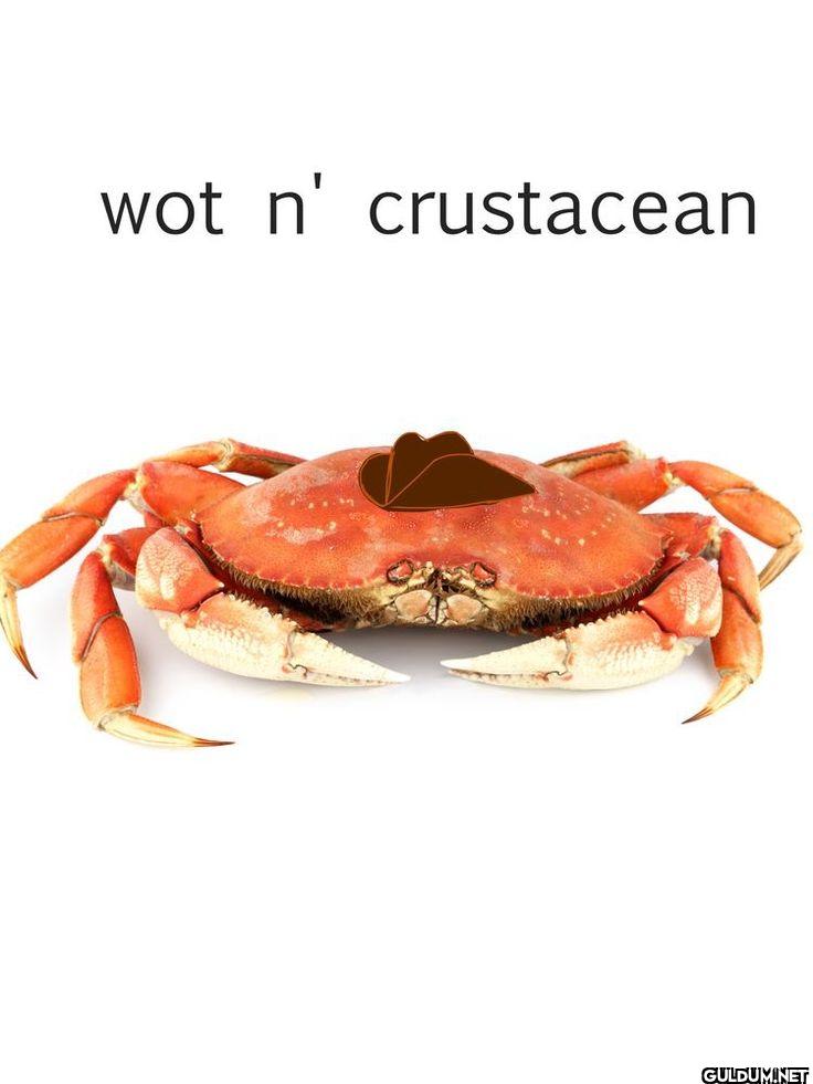 ︎ ︎ ︎ ︎    wot n' crustacean