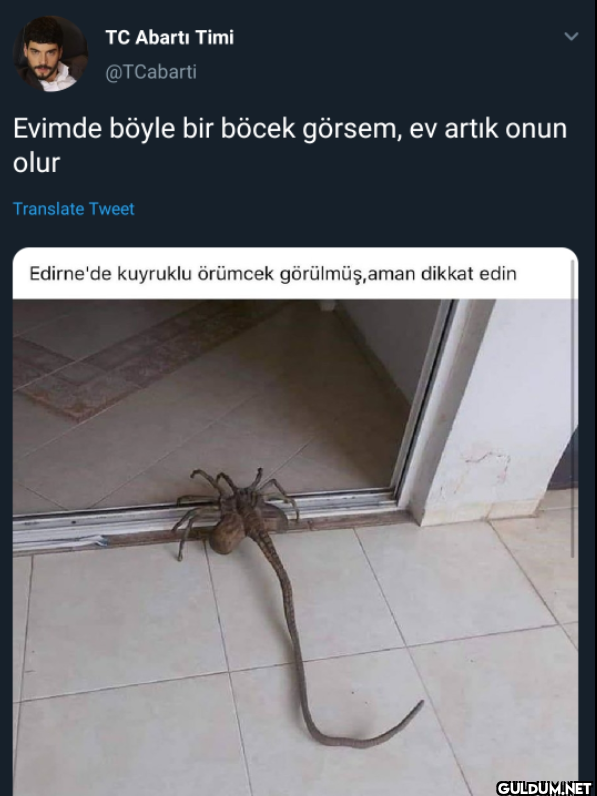 Evimde böyle bir böcek...