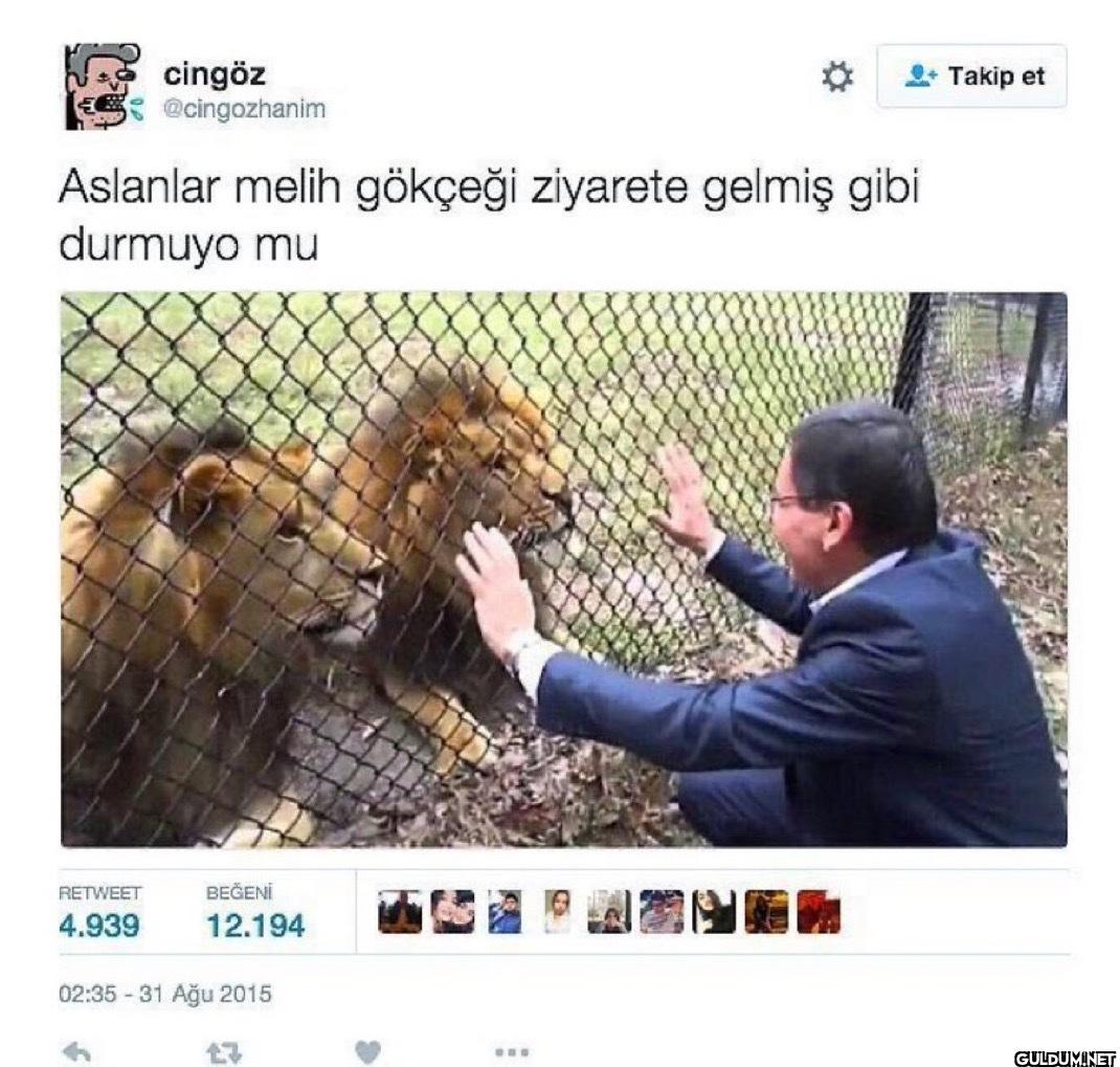 Aslanlar melih gökçeği...