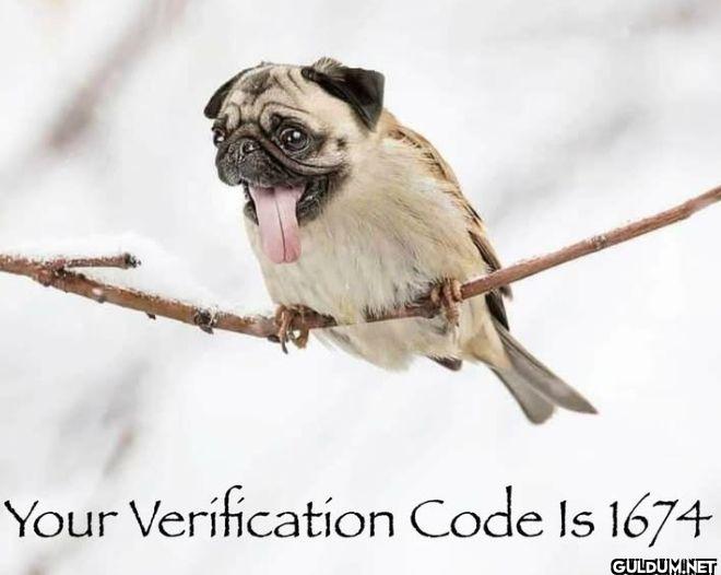 Your Verification Code Is 1674