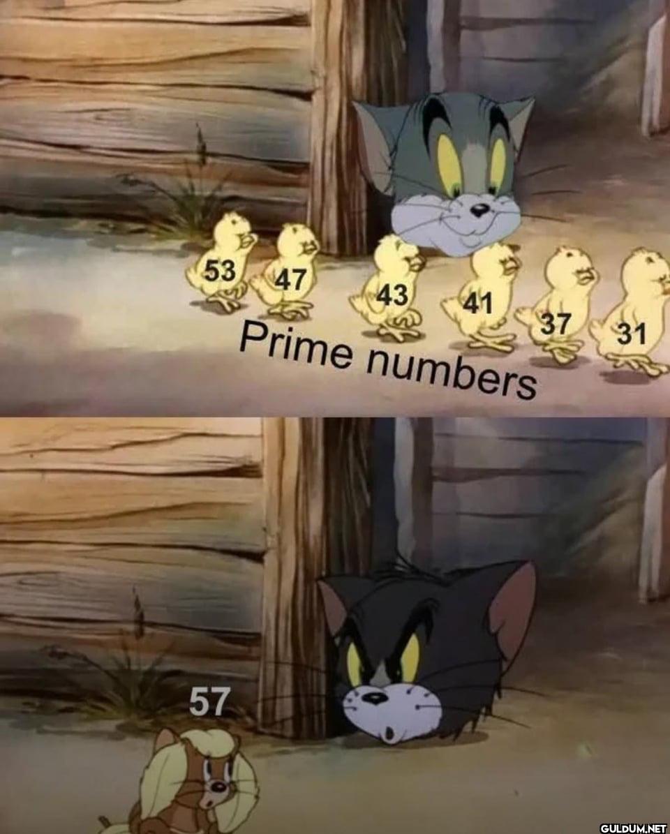 53 47 43 41 Prime numbers 57 37 31