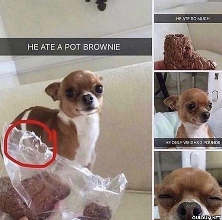 HE ATE A POT BROWNIE HE...