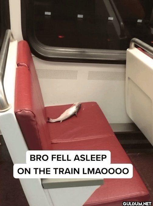 BRO FELL ASLEEP ON THE...