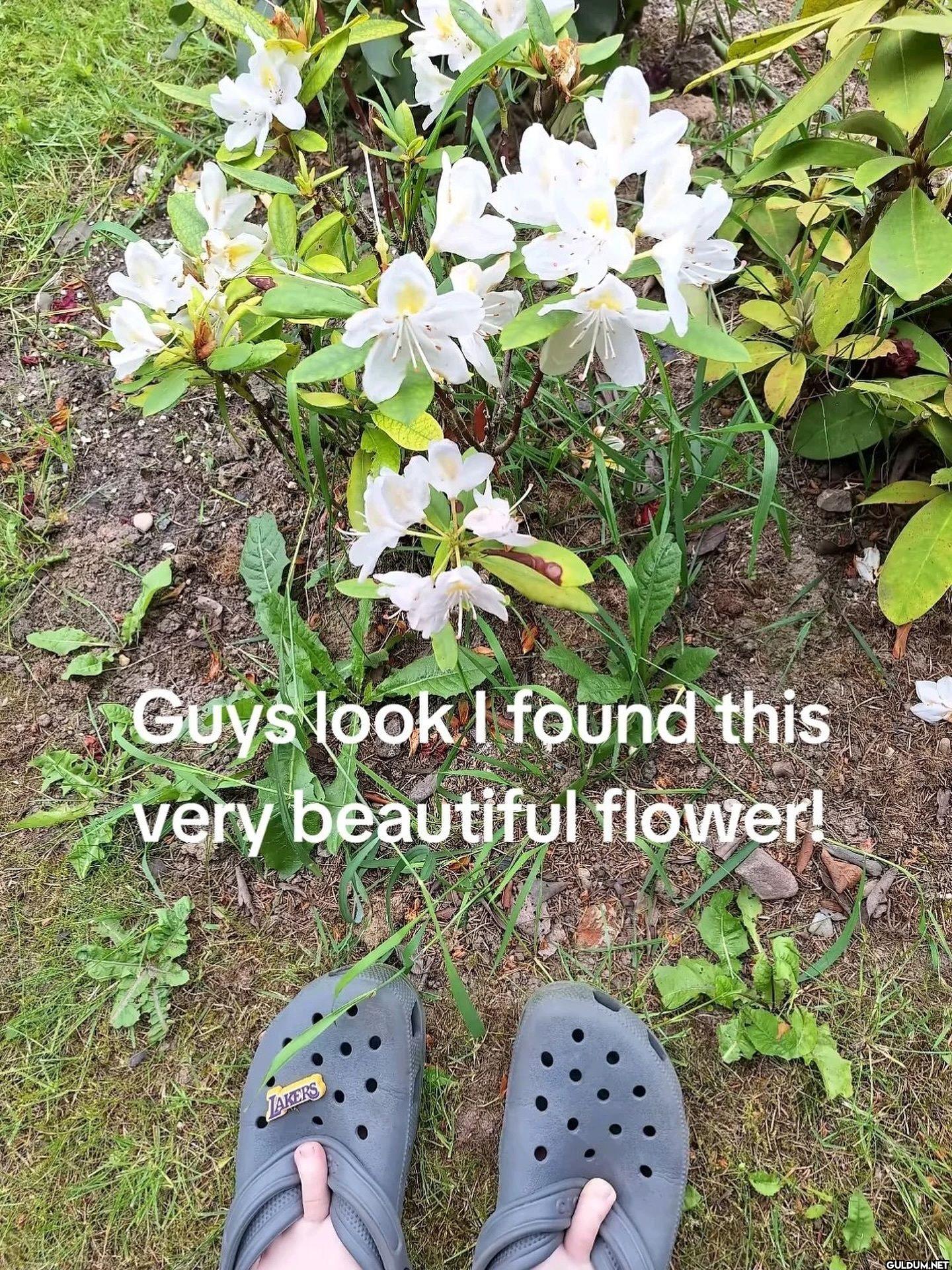 Guys look I found this...