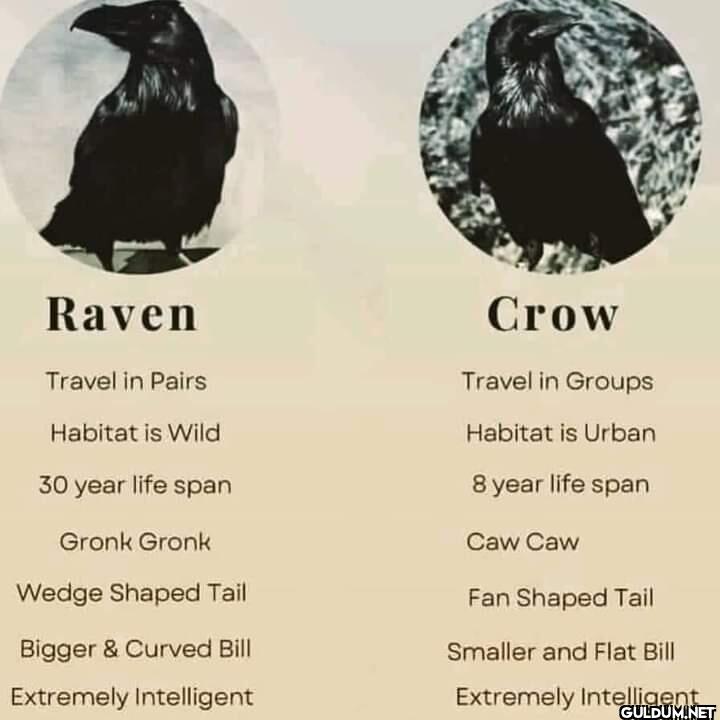 22. Simple Raven vs Crow...