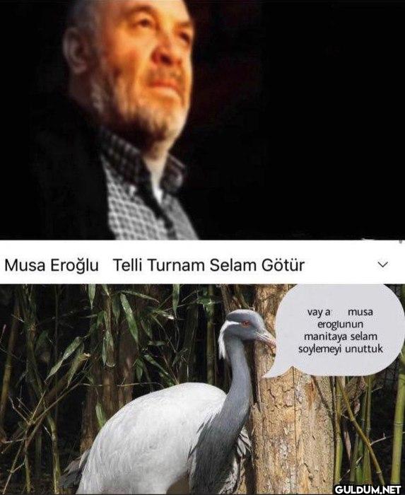 Musa Eroğlu Telli Turnam...