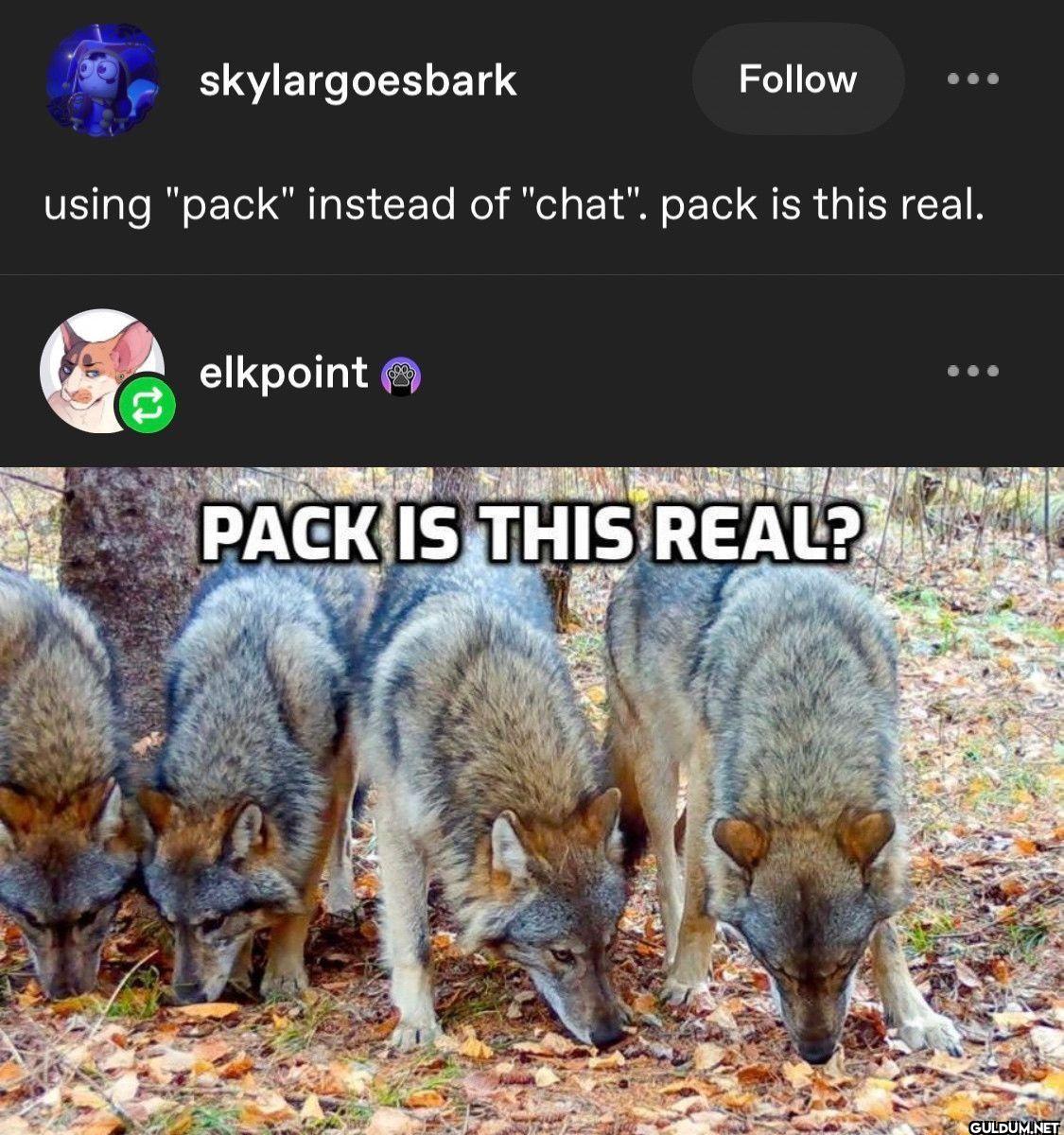 skylargoesbark Follow...
