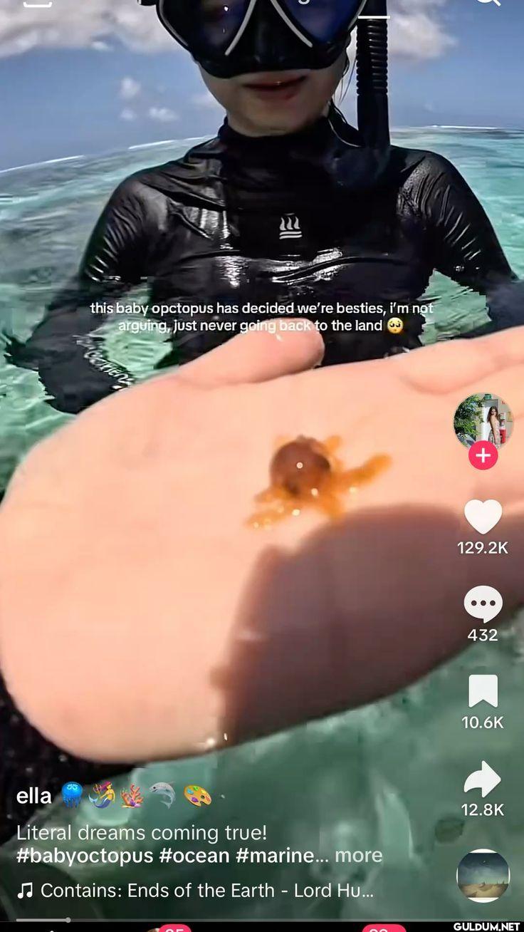 this baby octopus has...