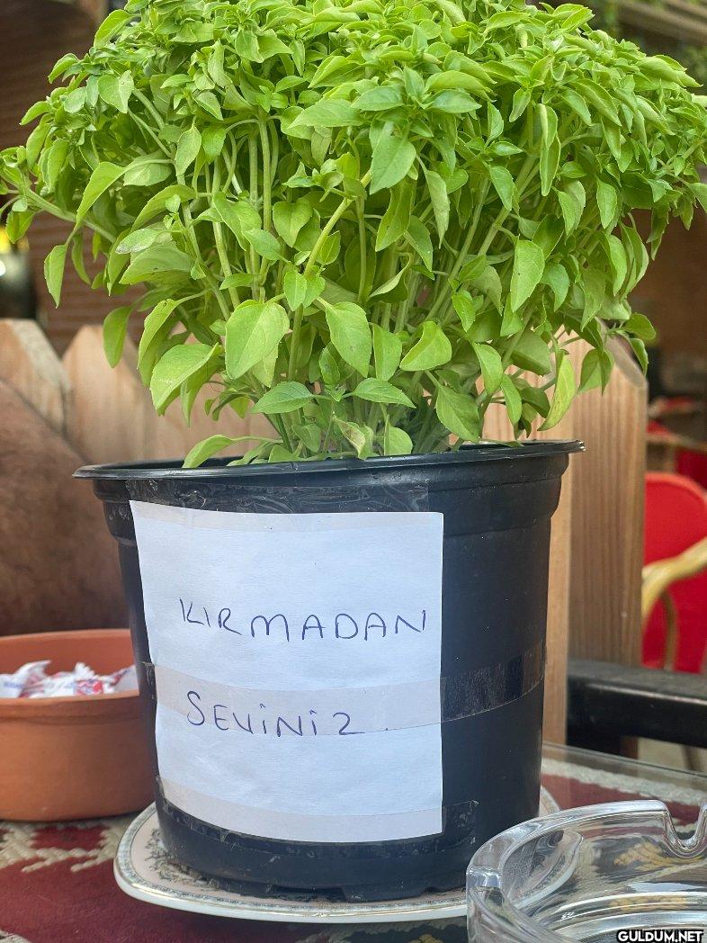 KIRMADAN SEVINI 2