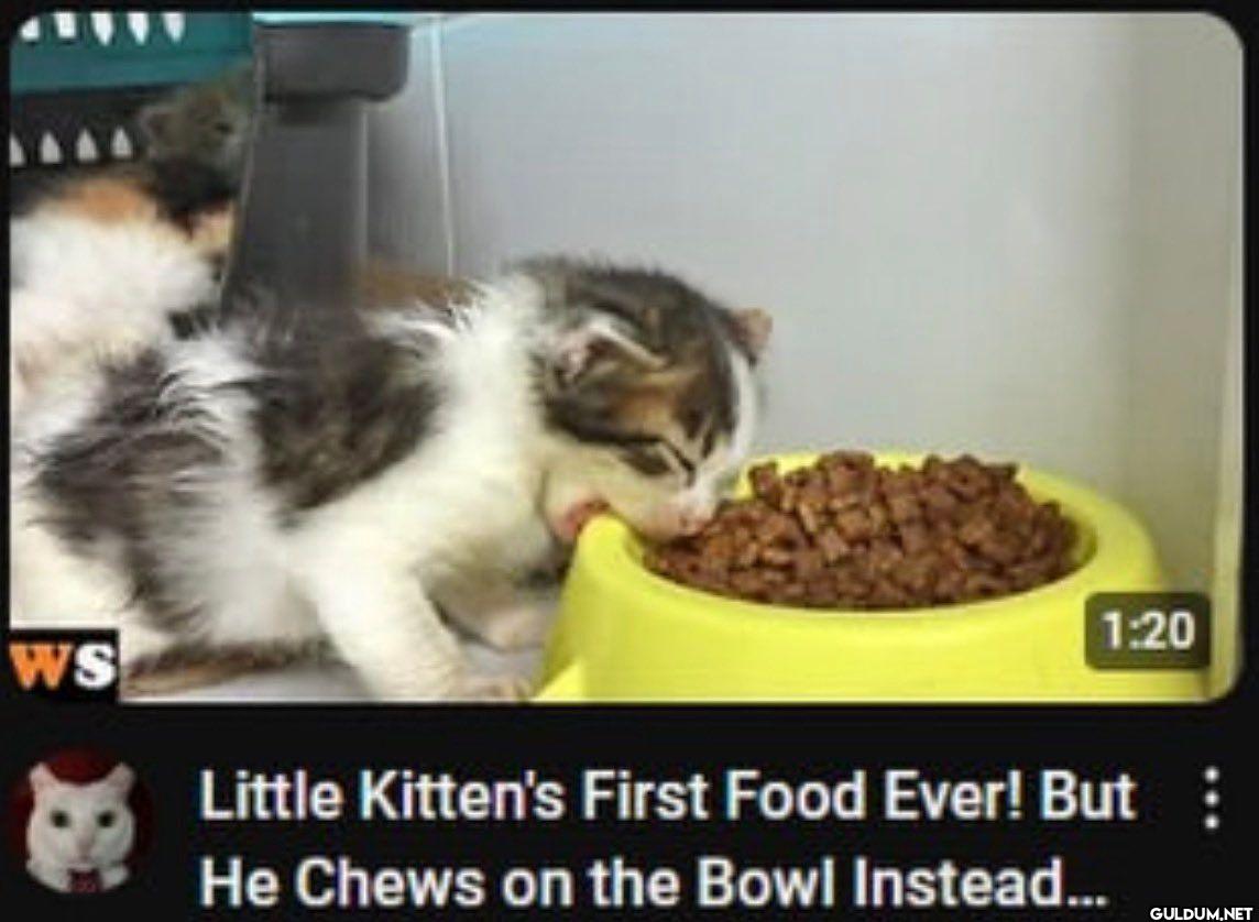 Little Kitten's First Food...