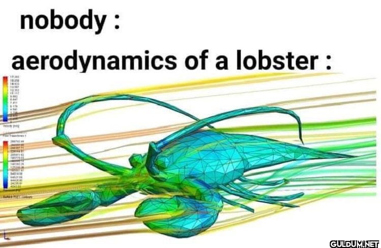 nobody: aerodynamics of a lobster: