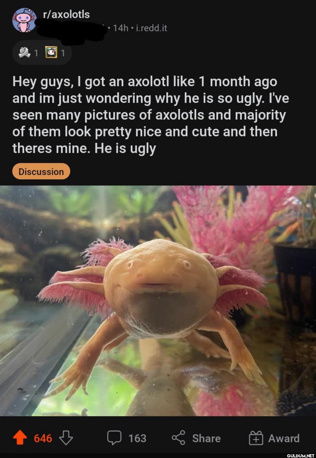 r/axolotls ⚫ 14h •...