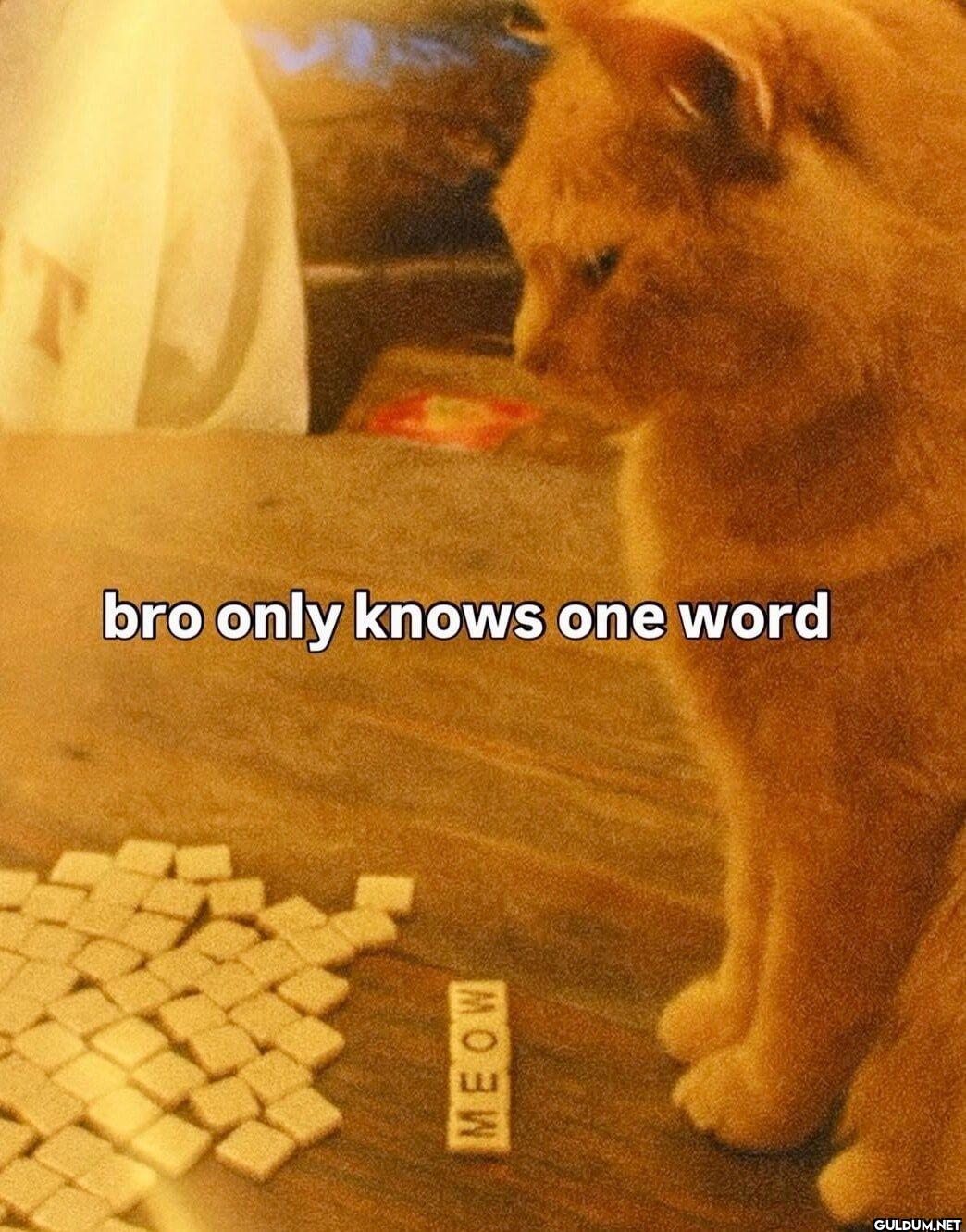 bro only knows one word MEOW