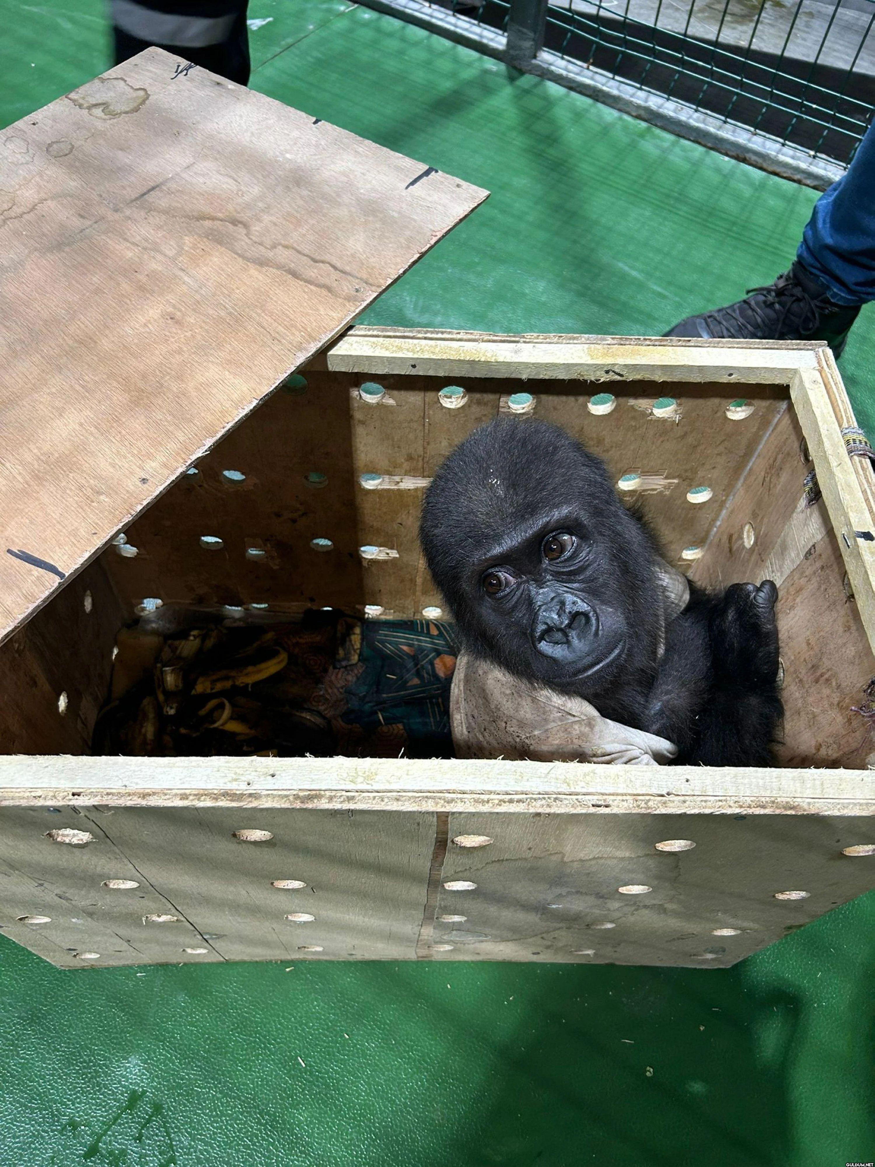Baby gorilla found during...