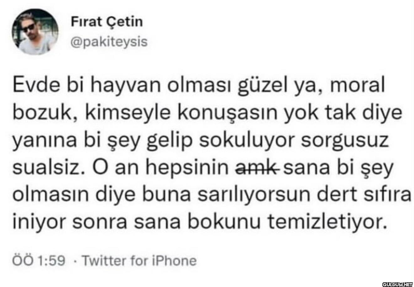 Evde bi hayvan olması...