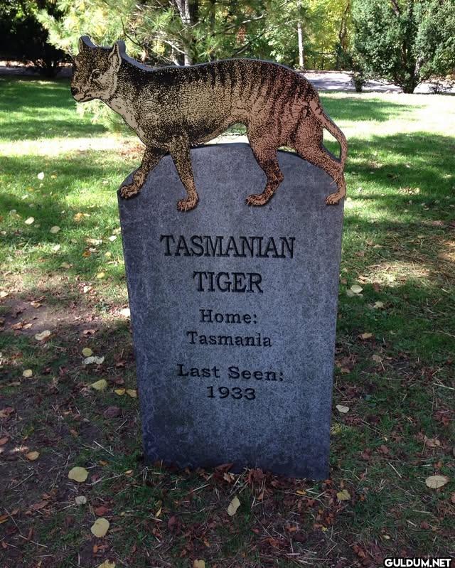 01. Tasmanian Tiger  (last...