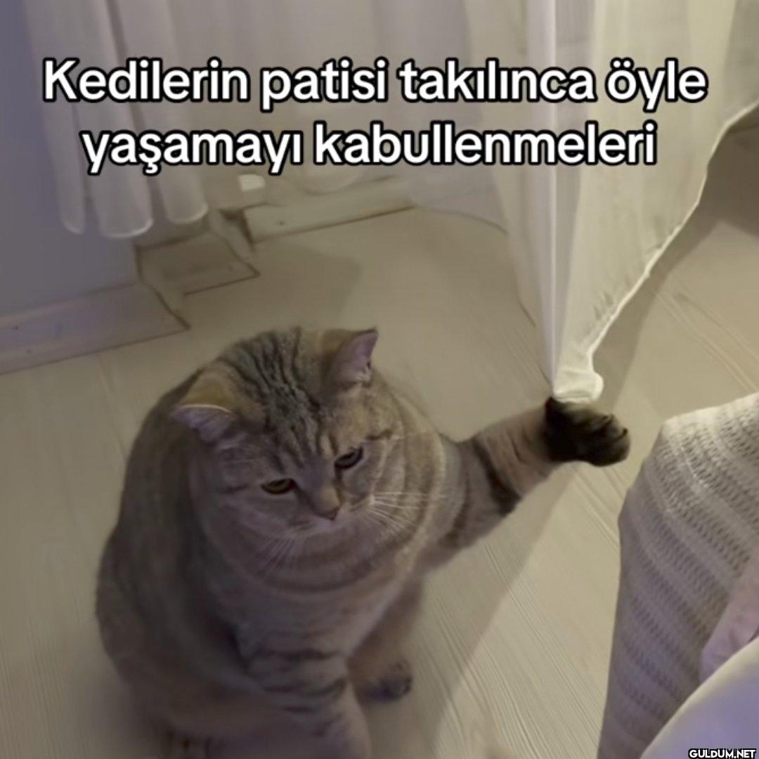 Kedilerin patisi takılınca...