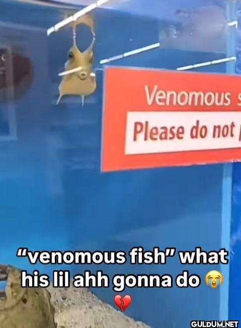 Venomous s Please do not...