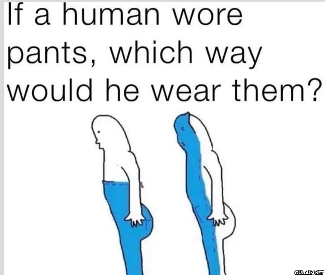 If a human wore pants,...