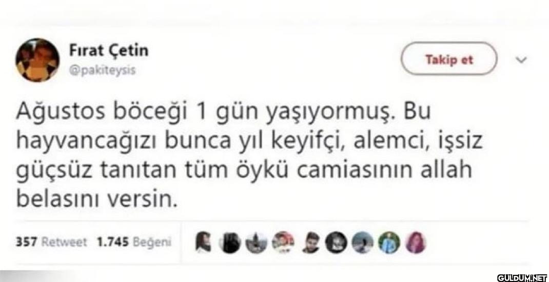 Takip et Ağustos böceği 1...