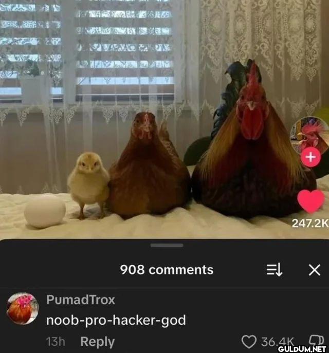 908 comments PumadTrox...