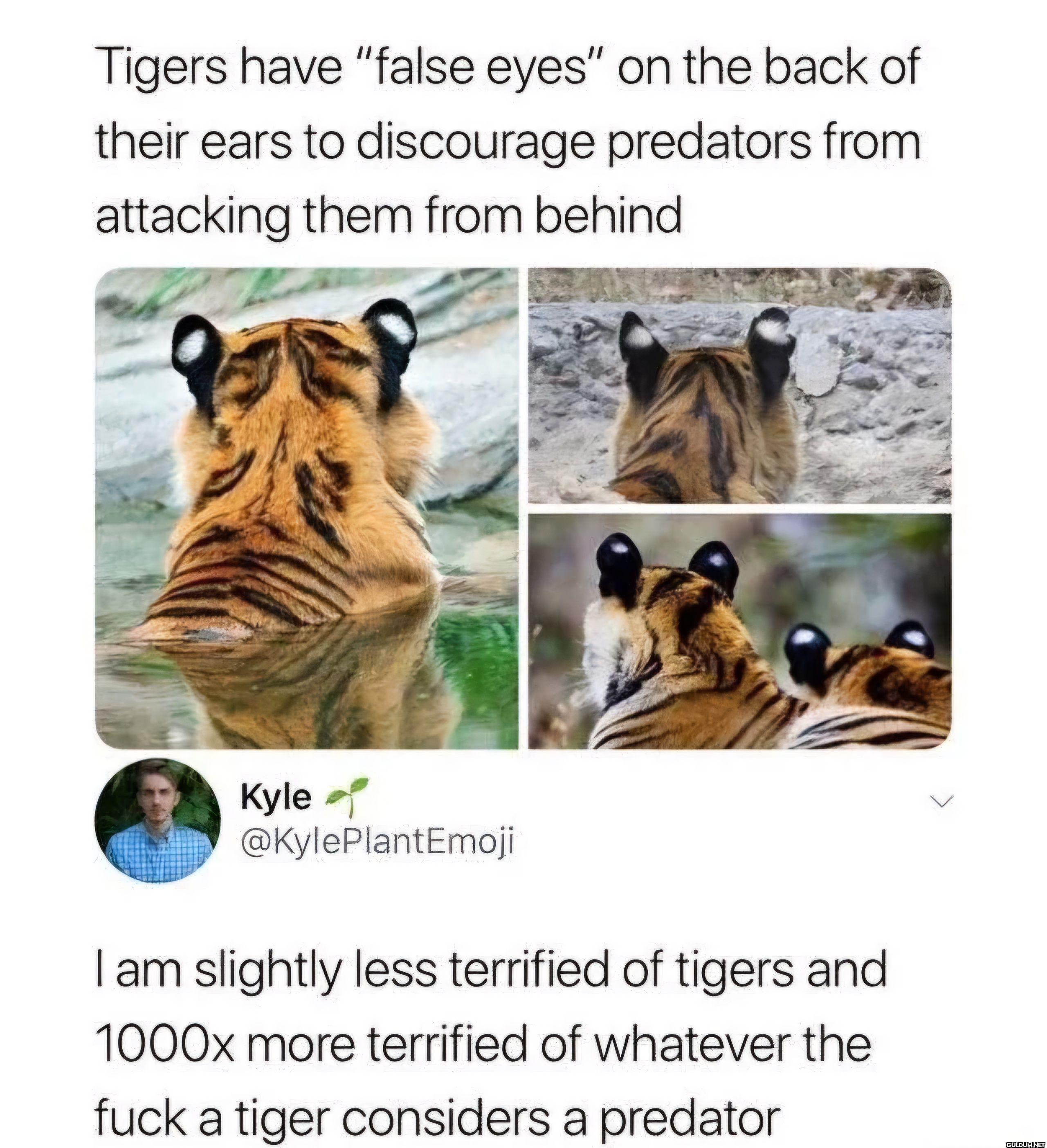 What predates on tigers?! ...
