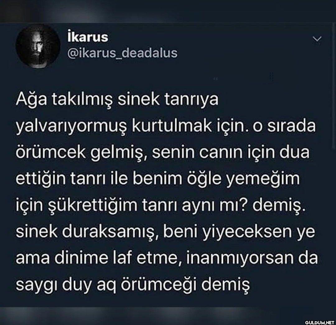 61 Ağa takılmış sinek...