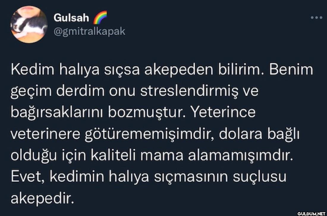 Kedim halıya sıçsa...