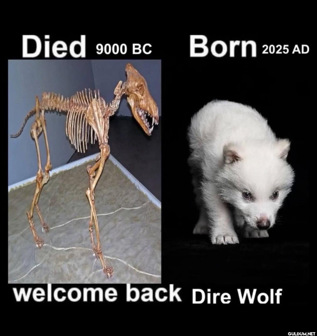 Died 900 9000 BC Born 2025...