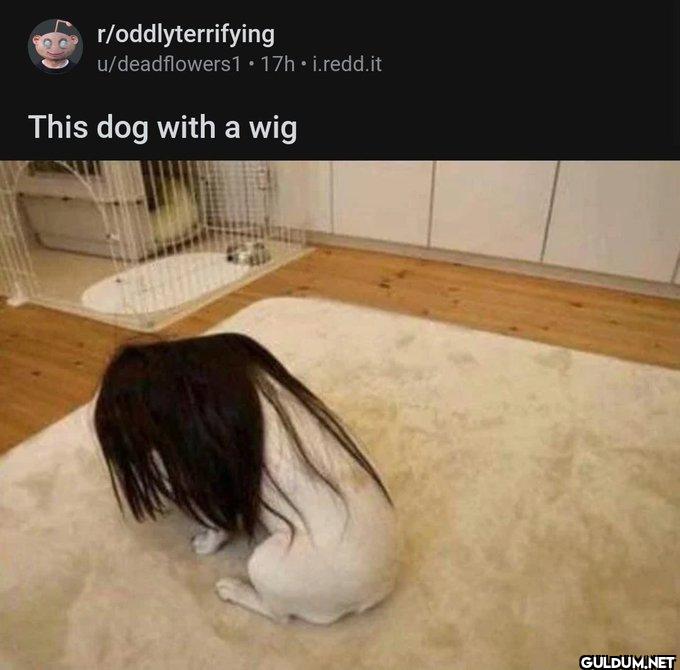 ㅤ    r/oddlyterrifying...